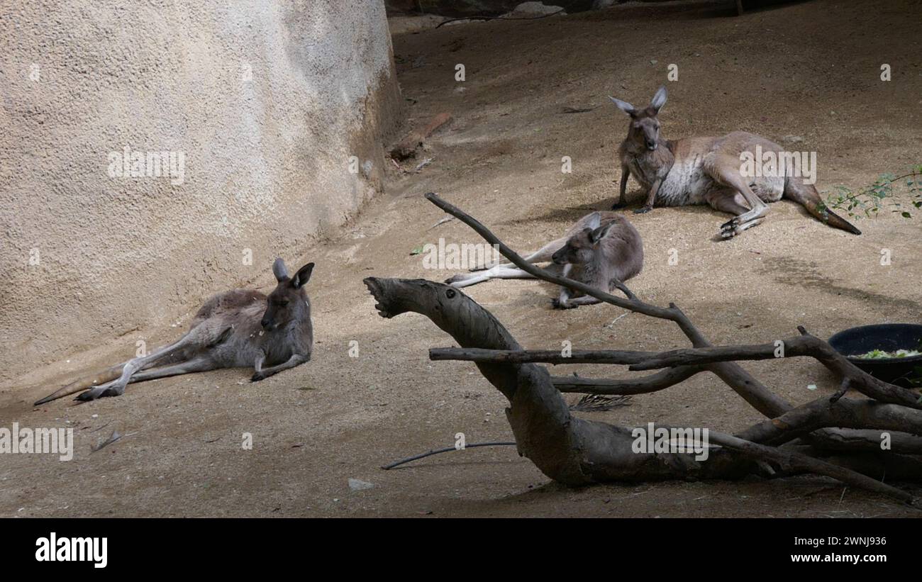 Los Angeles, California, USA 29 febbraio 2024 Canguri grigi a LA Zoo il 29 febbraio 2024 a Los Angeles, California, USA. Foto di Barry King/Alamy Stock Photo Foto Stock