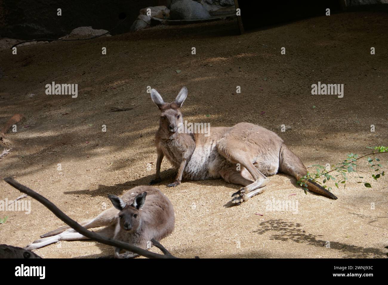 Los Angeles, California, USA 29 febbraio 2024 Canguri grigi a LA Zoo il 29 febbraio 2024 a Los Angeles, California, USA. Foto di Barry King/Alamy Stock Photo Foto Stock