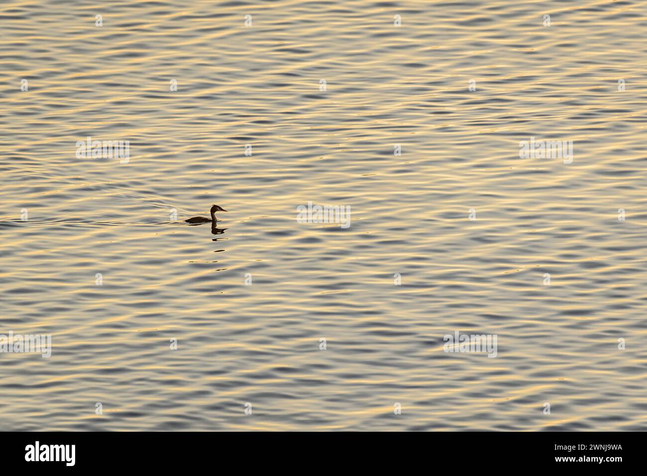 Un cormorano all'alba sul fiume Ebro visto dal punto panoramico di Zigurat, alla foce del fiume Ebro (Tarragona, Catalogna, Spagna) Foto Stock