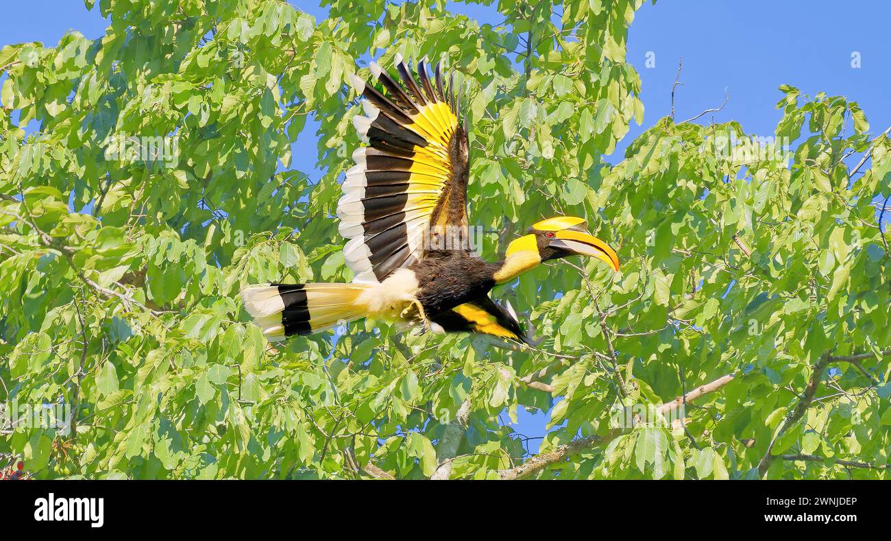 Grande uccello di carpino (Buceros bicornis) che prende il volo da un albero frondoso nel parco nazionale di Kaeng Krachan, Thailandia Foto Stock