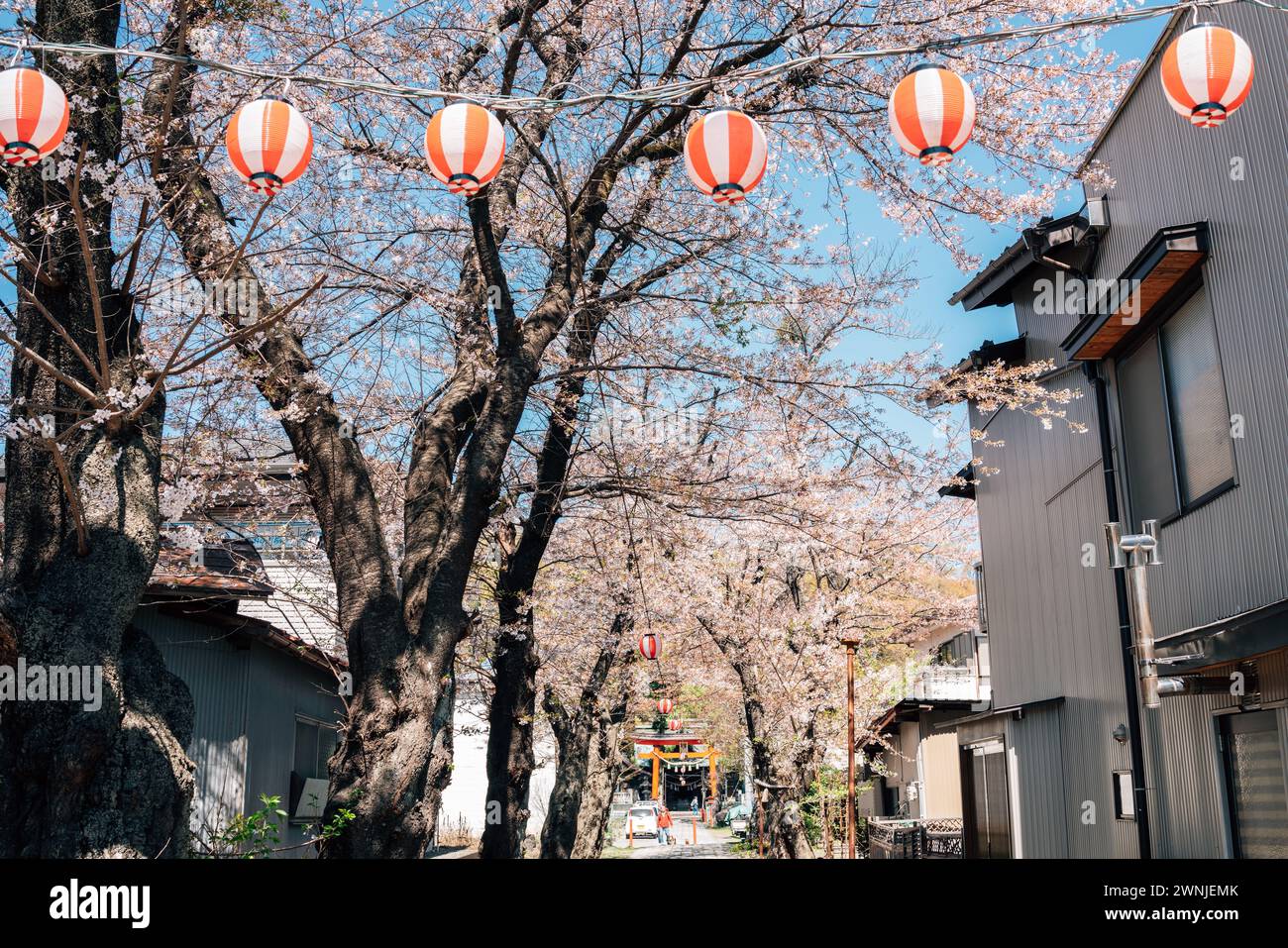 Strada dei ciliegi del villaggio di Shimoyoshida a Yamanashi, in Giappone Foto Stock