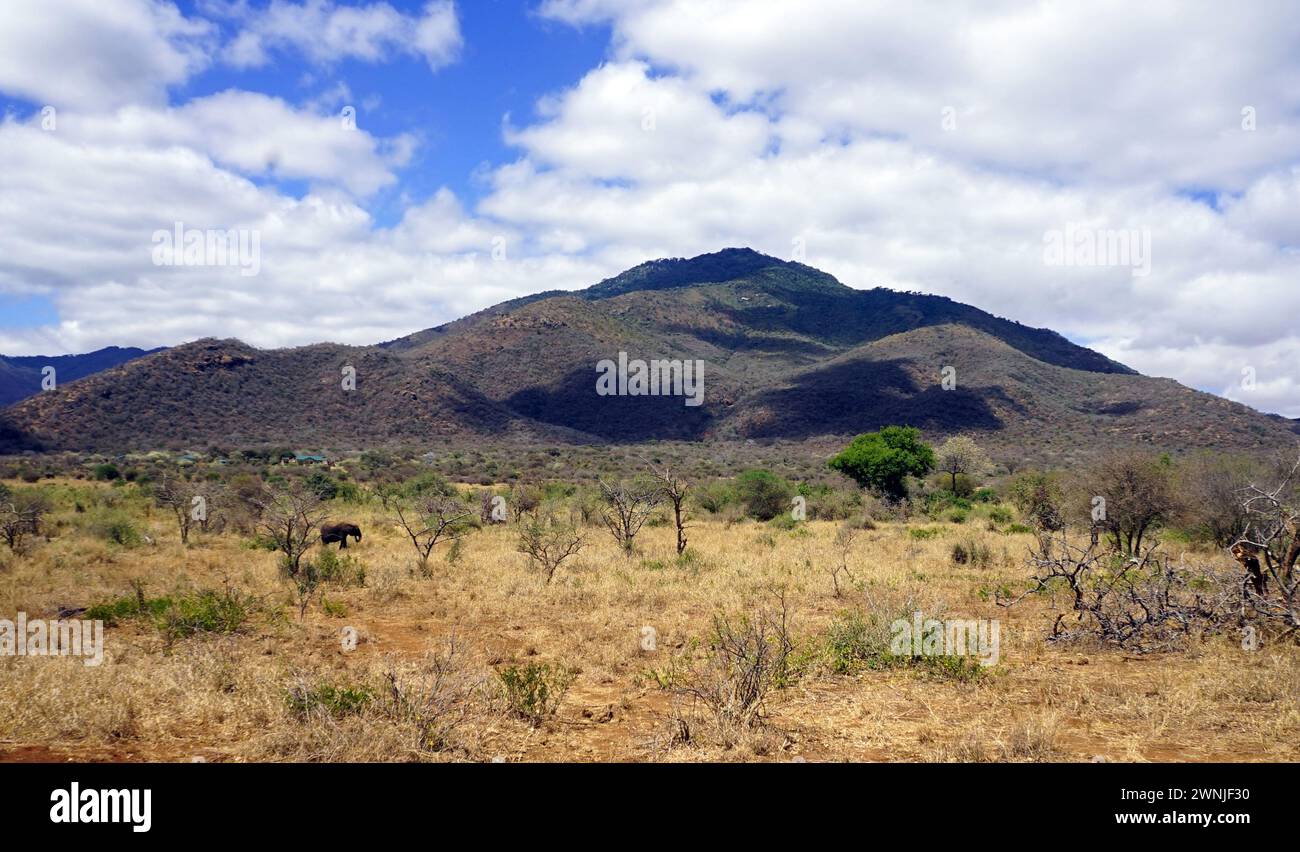 savana dell'Africa orientale nella stagione secca con un elefante solitario che pascolava e montagne sullo sfondo Foto Stock