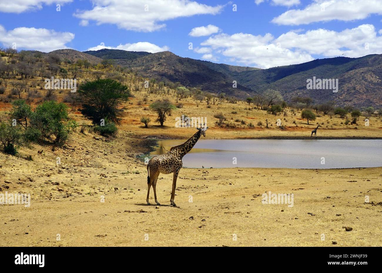 Giraffa solitaria vicino a un pozzo d'acqua nella savana durante la stagione secca con basse colline sullo sfondo Foto Stock