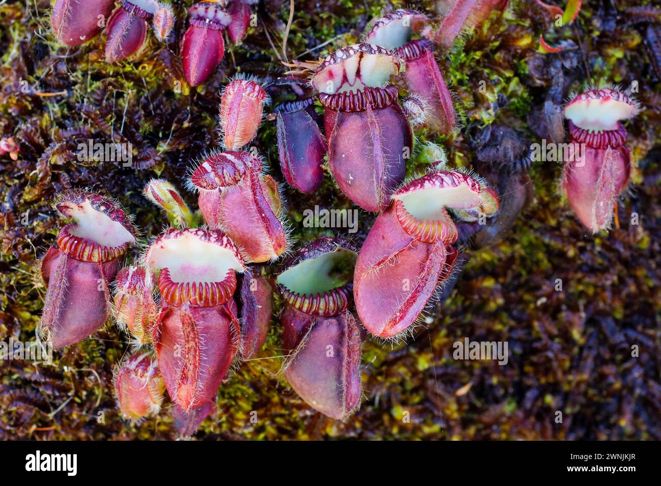 Caraffe rosse della pianta di brocca di Albany (Cephalotus follicularis), che cresce in terreno muschiato nell'habitat naturale dell'Australia Occidentale Foto Stock