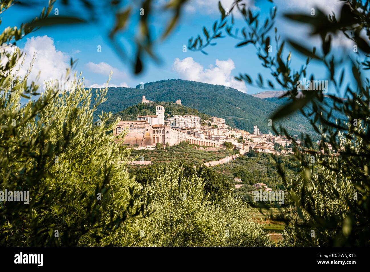 Ammira i rami di ulivo della storica città di Assisi con la Basilica di San Francesco alle pendici del Monte Subasio, Umbria, Italia Foto Stock