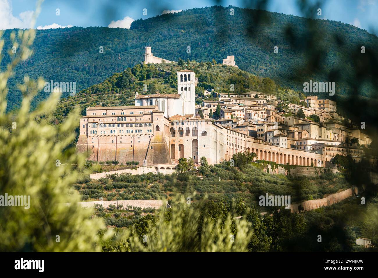 Ammira i rami di ulivo della storica città di Assisi con la Basilica di San Francesco alle pendici del Monte Subasio, Umbria, Italia Foto Stock