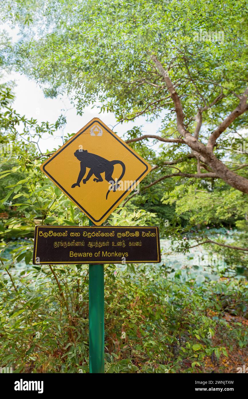 Segnale stradale di avvertimento Monkey, Sri Lanka Foto Stock