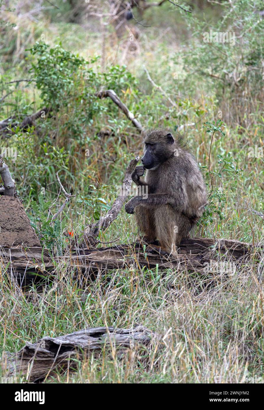 Scimmia si siede su un tronco e mastica l'erba, vista laterale. Babbuino Chacma nel Parco Nazionale di Kruger, Sud Africa. Safari a savannah. Habitat naturale degli animali, Wil Foto Stock