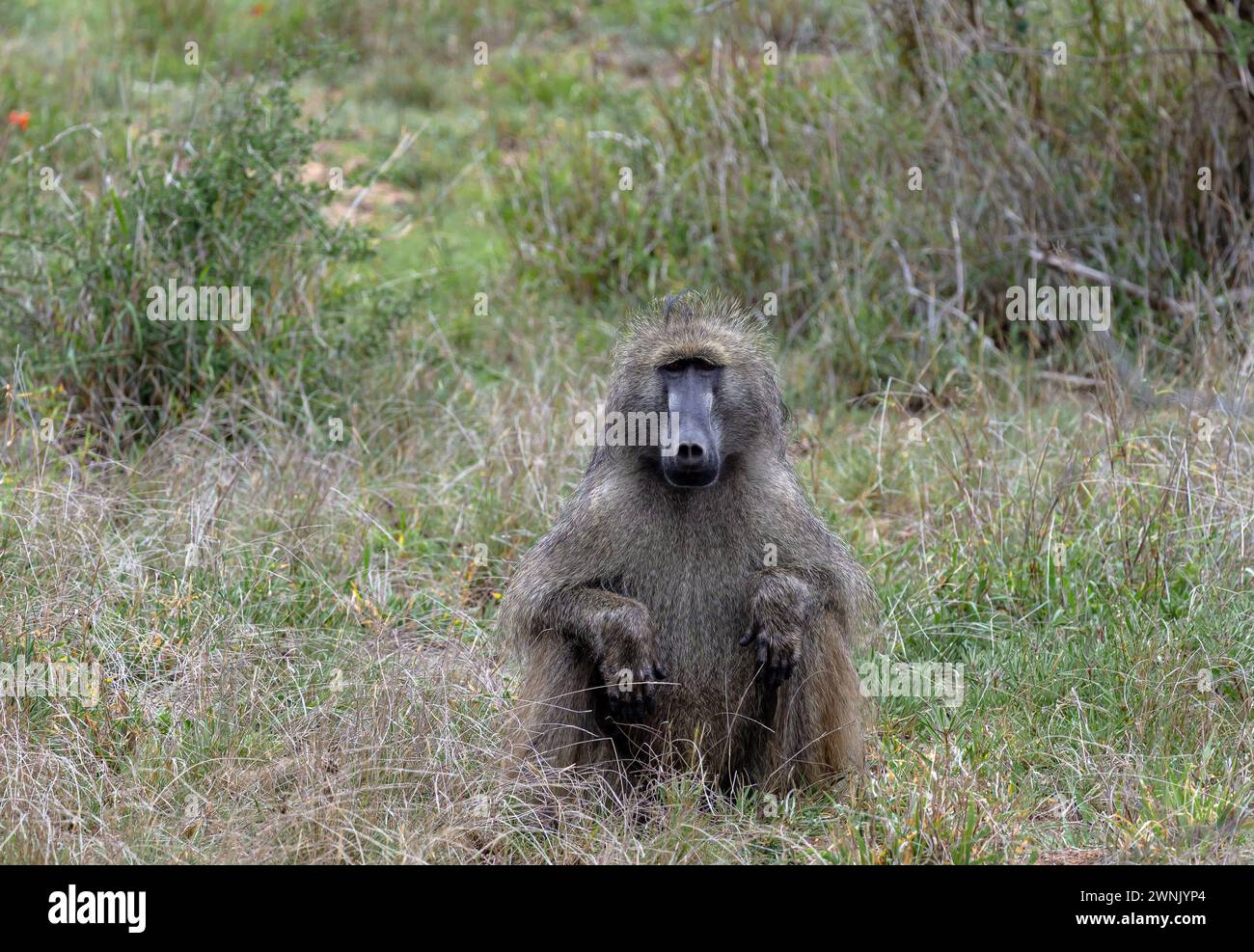 Safari a savannah. Babbuino Chacma nel Parco Nazionale di Kruger, Sud Africa. Una scimmia si siede nell'erba e guarda la macchina fotografica. Habitat naturale degli animali, wildli Foto Stock