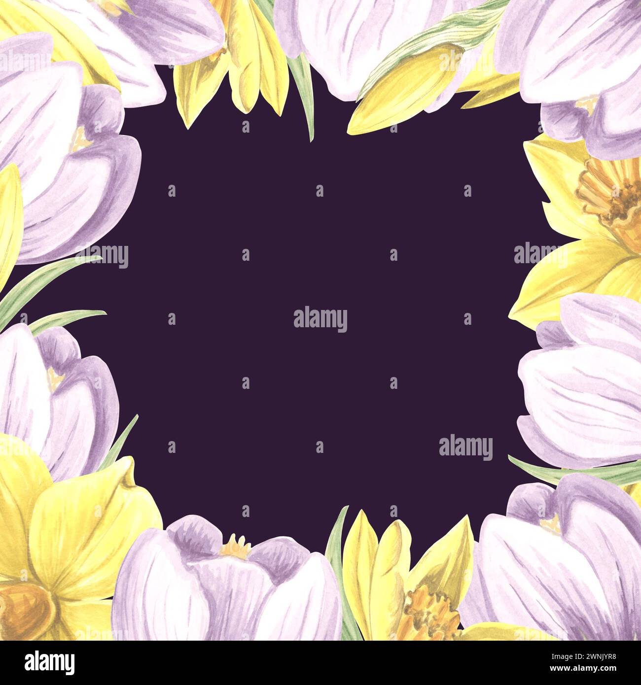 Cornice quadrata da croci viola e fiori di narcisi gialli. Illustrazione isolata ad acquerello disegnata a mano della prisma della molla. Modello con fotocopiatrice Foto Stock