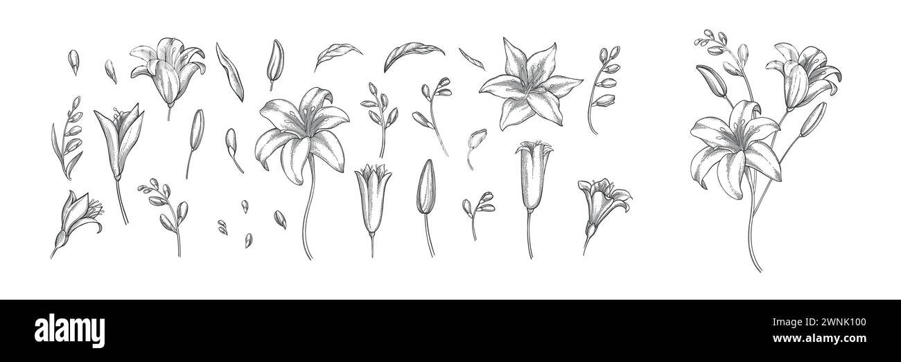 Set di fiori di lusso e logo. Elementi botanici alla moda. La linea disegnata a mano lascia rami e sbocciare. Fiori di campo eleganti per il matrimonio su invito Illustrazione Vettoriale