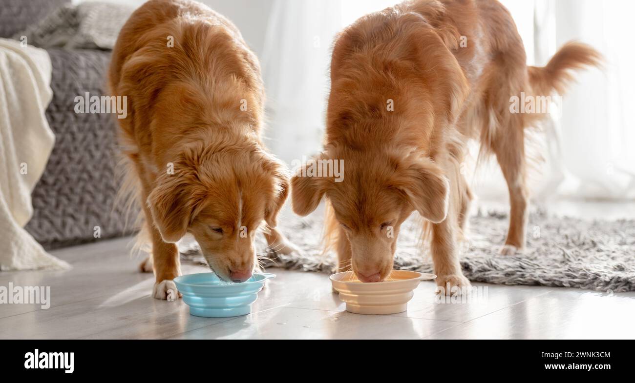Due cani da recupero della nuova Scozia bevono da Bowls at Home Foto Stock