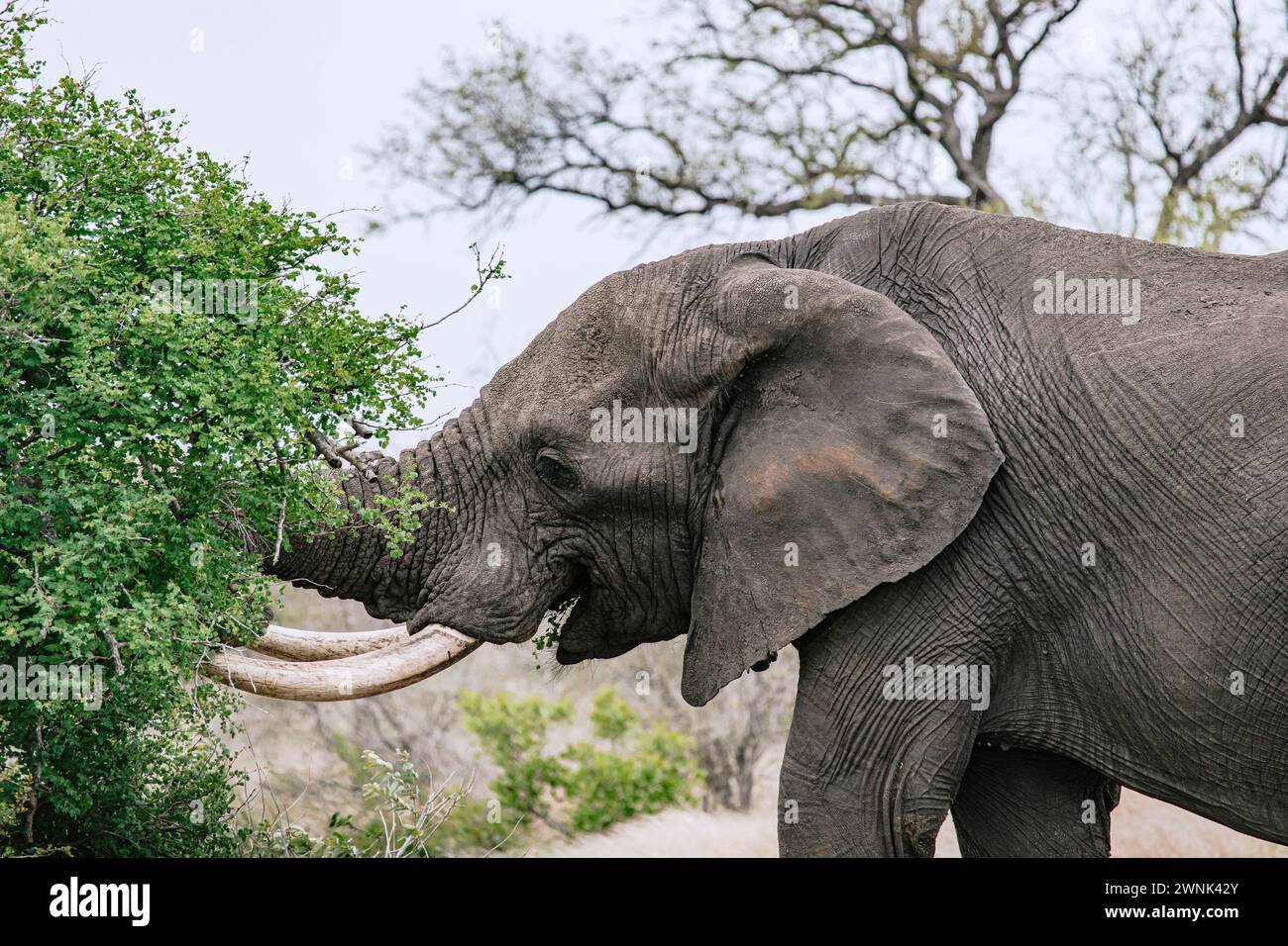 Elefante africano mastica foglie con bocca aperta, ritratto da vicino del pasto, vista laterale. Safari nella savana, Sud Africa, Parco Nazionale Kruger. Animali natur Foto Stock