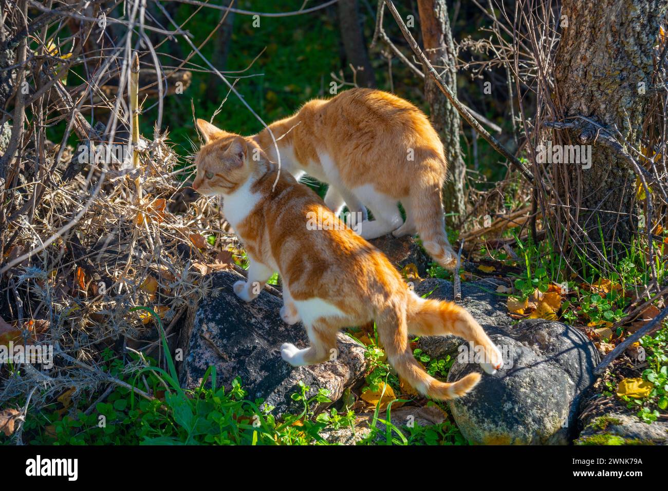 Tabby e gattino bianco. Foto Stock