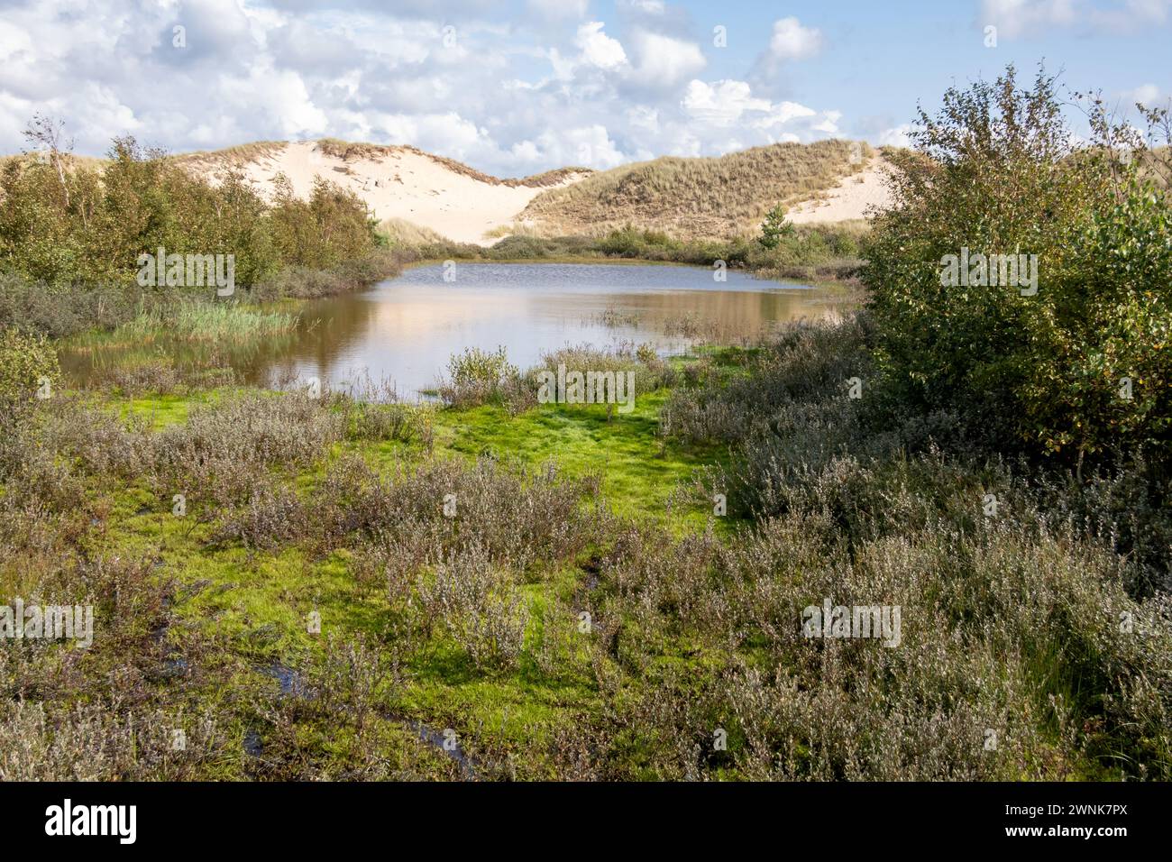 Stagno nella zona delle dune di Wittdun sull'isola di Amrum, Frisia settentrionale, Schleswig-Holstein, Germania Foto Stock