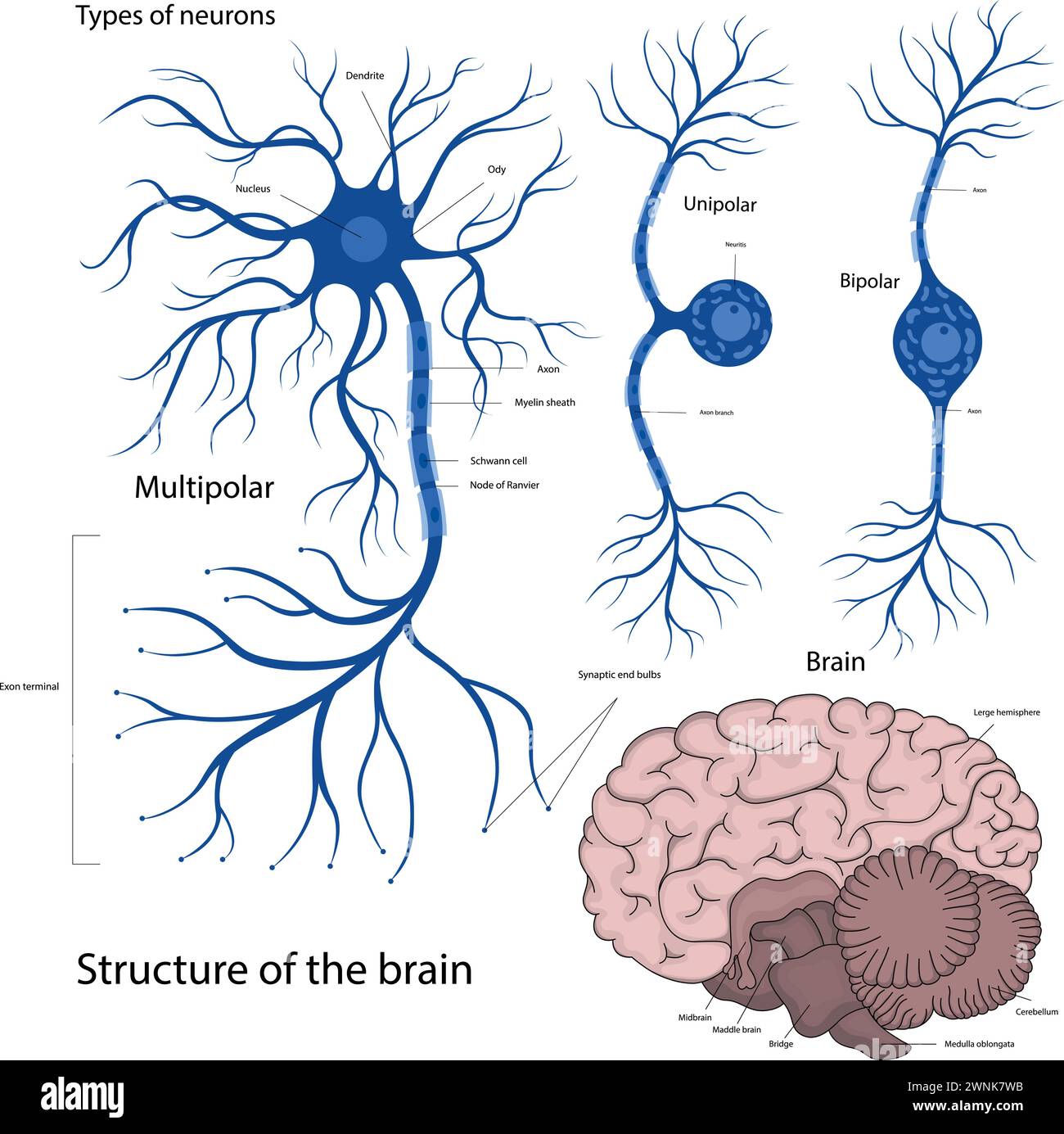 Tipi di neuroni bipolari, unipolari, multipolari. La struttura di un neurone nel cervello. La struttura del cervello umano. Illustrazione Vettoriale