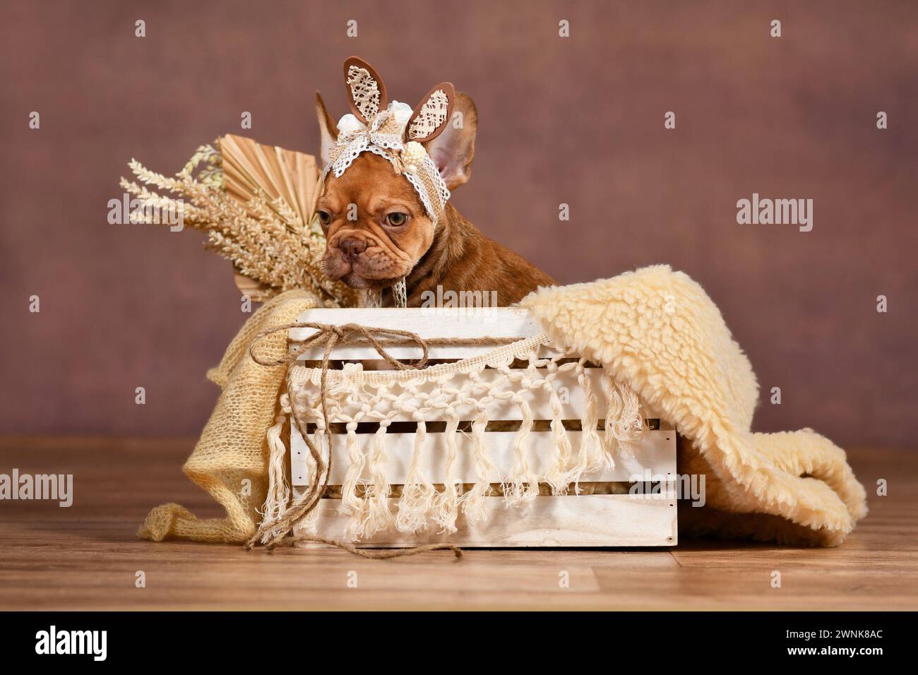 Cucciolo di cane Bulldog francese Mocca con orecchie da coniglietto in pizzo nella scatola di fronte allo sfondo marrone Foto Stock