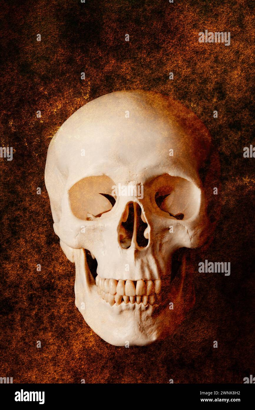 cranio umano su uno sfondo rosso Foto Stock