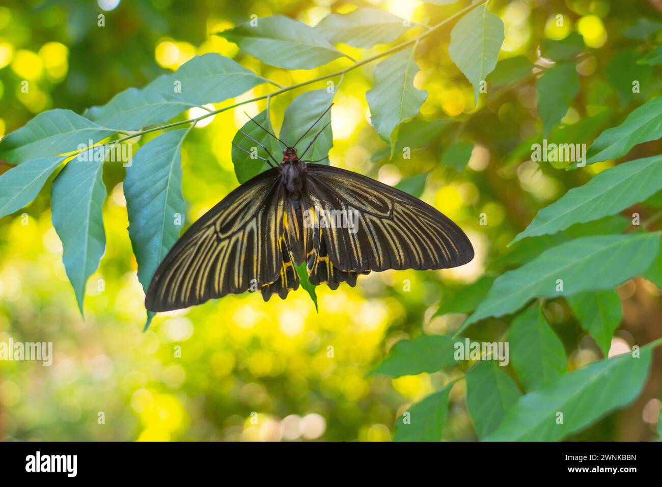 Grande farfalla nera con fiori gialli si trova sulle foglie di un albero tropicale esotica giungla pluviale. Foto Stock Grande farfalla nera con fiori gialli si trova sulle foglie di un albero tropicale esotica giungla pluviale. Foto Stock