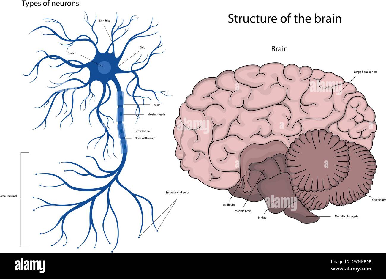 La struttura di un neurone nel cervello. La struttura del cervello umano. Illustrazione Vettoriale