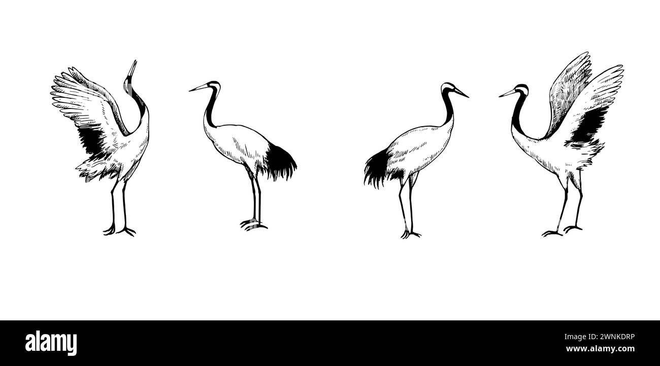 Gru giapponesi danzanti, illustrazione vettoriale in bianco e nero. Varie posizioni di uccelli isolati su sfondo bianco. Disegno a inchiostro. Illustrazione Vettoriale