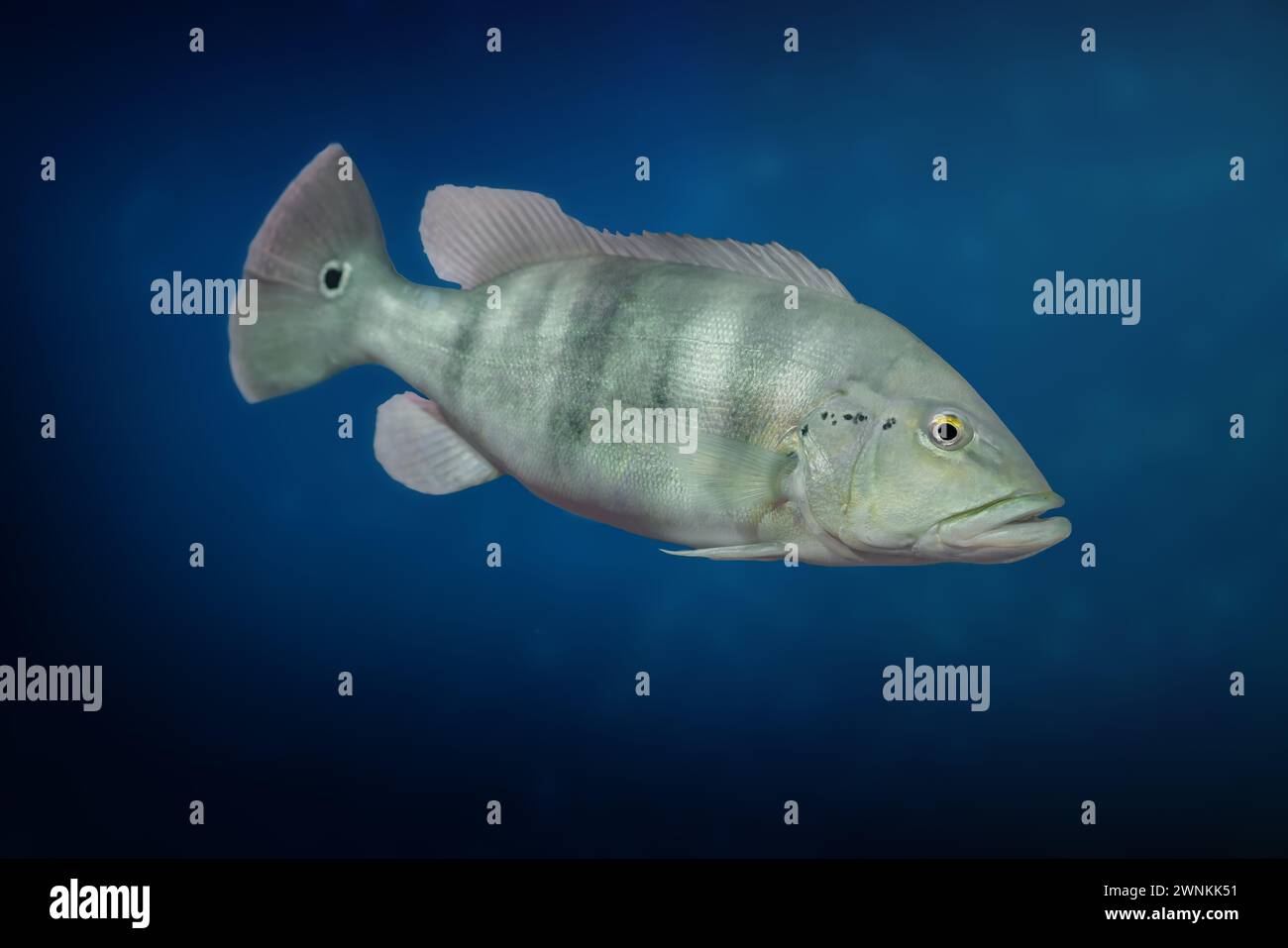Blue Peacock Bass (Cichla piquiti) - pesce d'acqua dolce Foto Stock