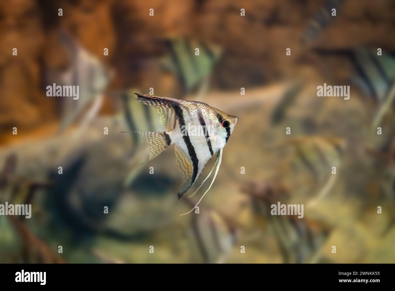 Pesce angelico di acqua dolce (Pterophyllum scalare) - pesce d'acqua dolce Foto Stock
