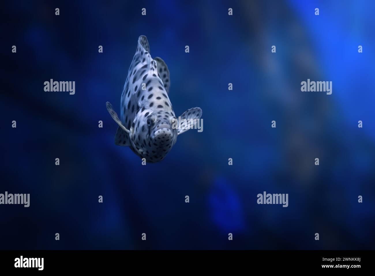 Panther Grouper fish (Cromileptes altivelis) o Humpback Grouper Foto Stock