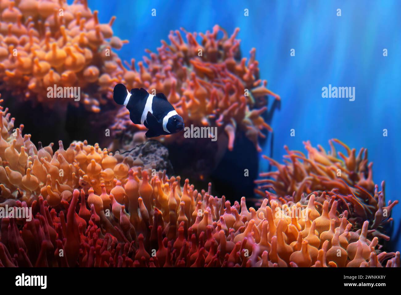 Black Ocellaris Clownfish (Amphiprion ocellaris) - pesce marino Foto Stock