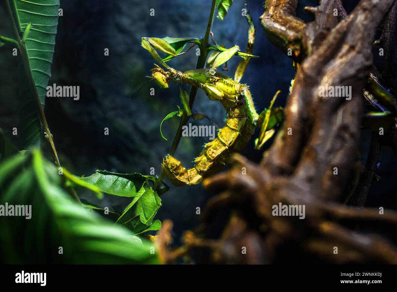 Insetto Gigante Prickly Stick (Extatosoma tiaratum) o Macleay's Spectre Foto Stock