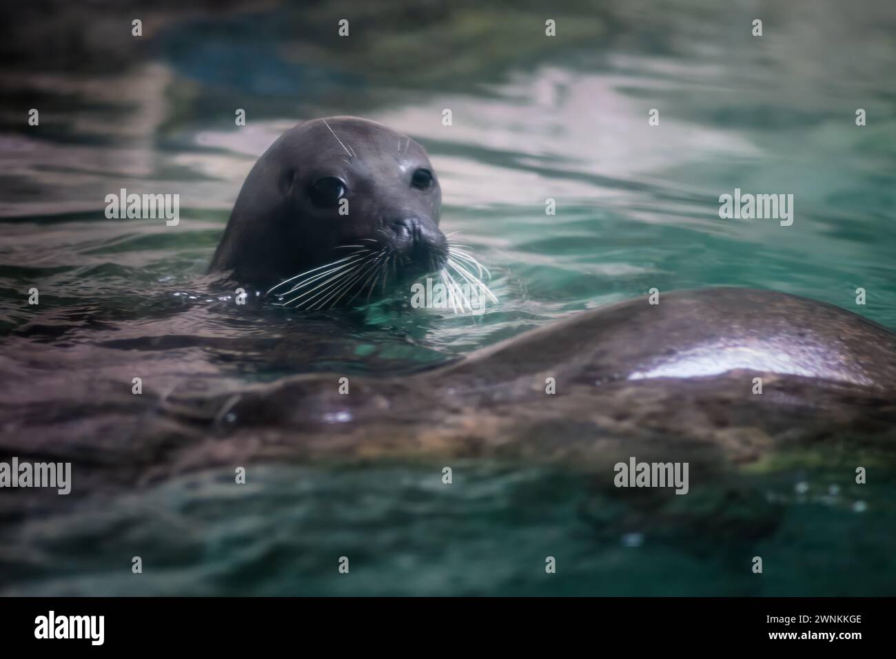 Foca portuale (Phoca vitulina) o foca comune Foto Stock