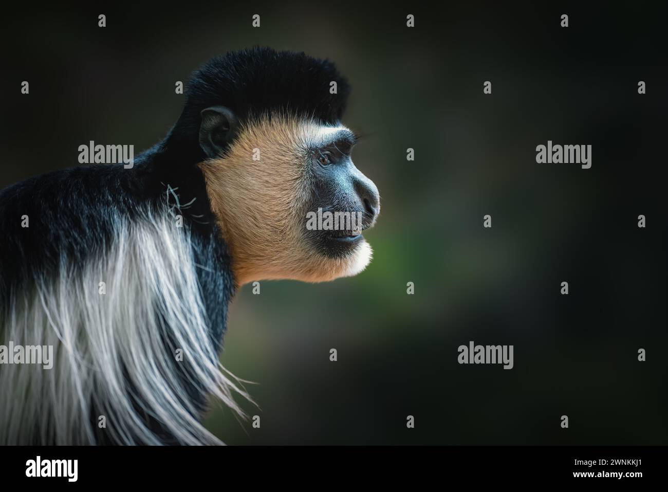 Mantled Guereza Mokey (Colobus guereza) Foto Stock