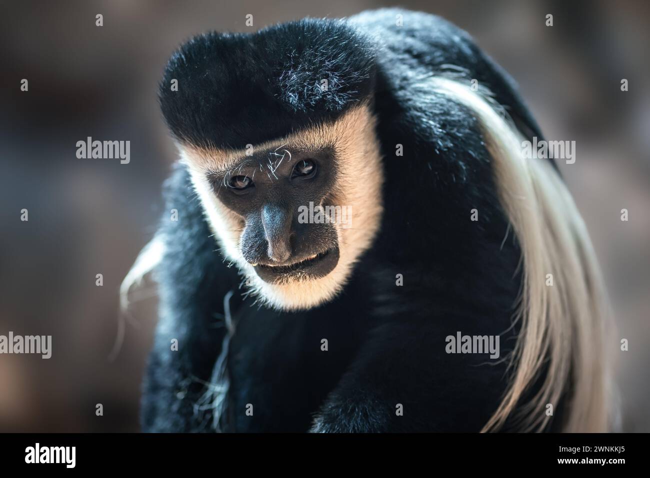 Mantled Guereza Mokey (Colobus guereza) Foto Stock