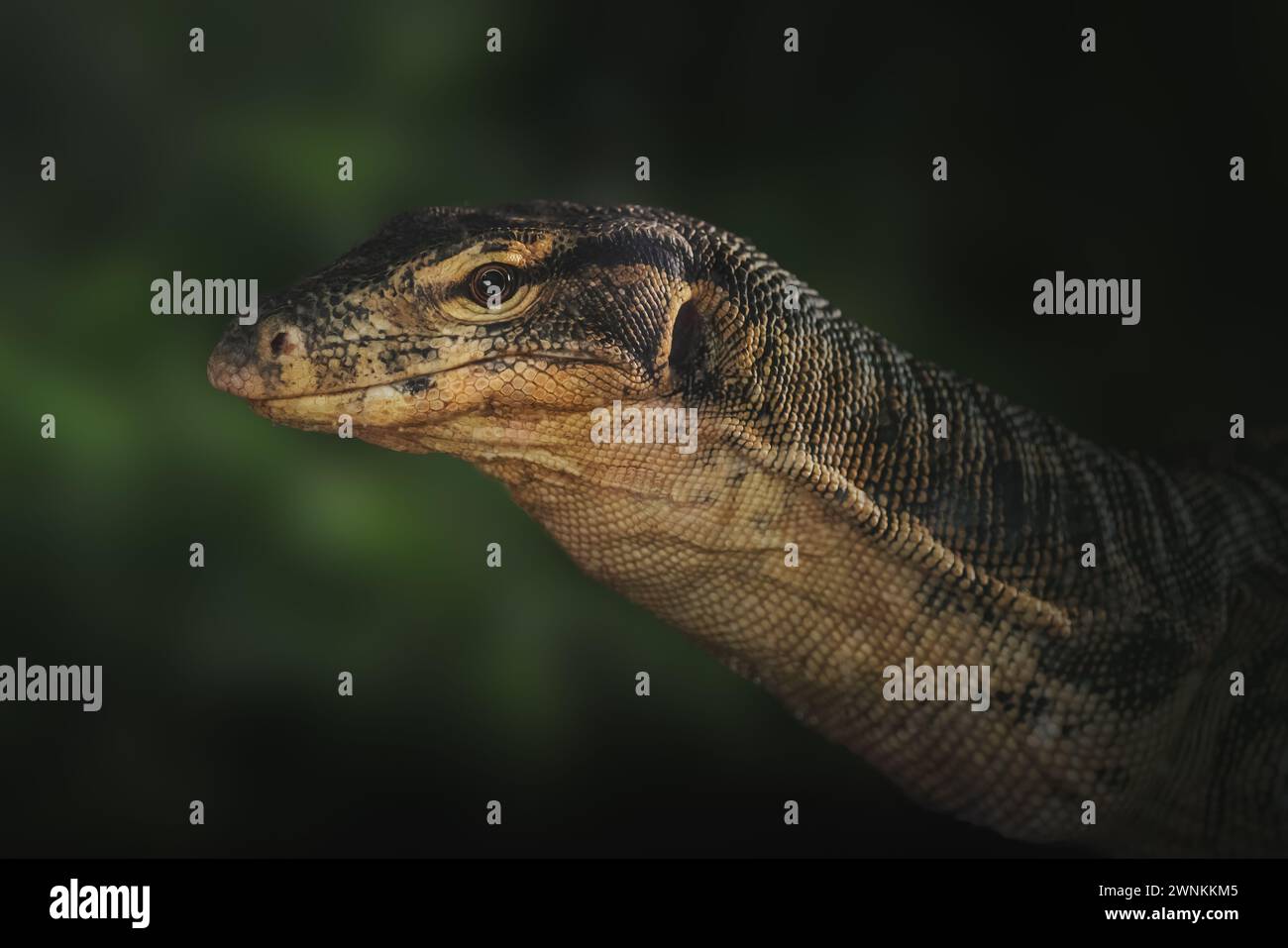 Lucertola asiatica (Varanus salvator) Foto Stock