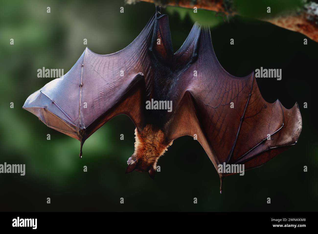 Large Flying Fox (Pteropus vampyrus) con ali aperte Foto Stock