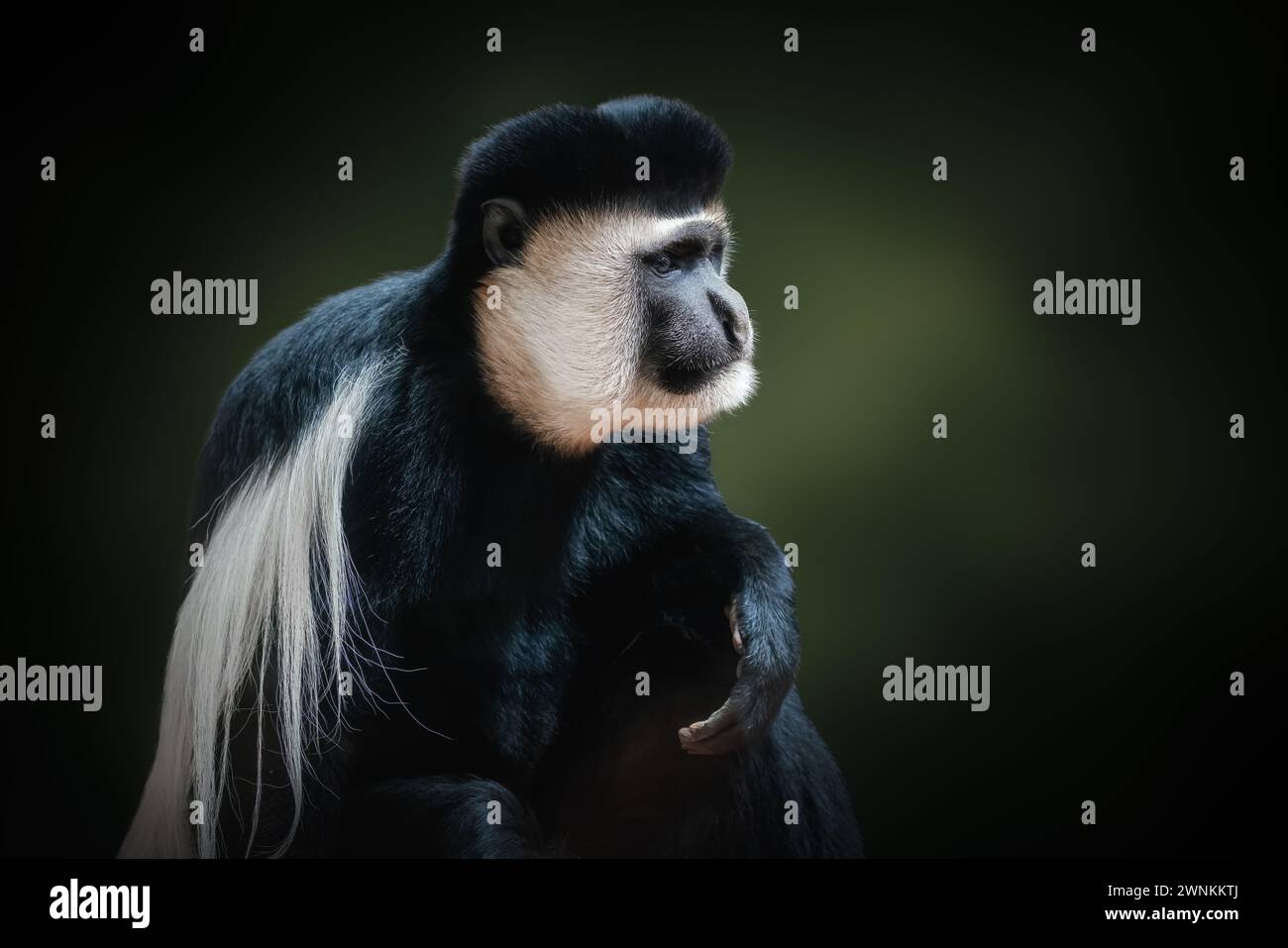 Mantled Guereza Mokey (Colobus guereza) Foto Stock