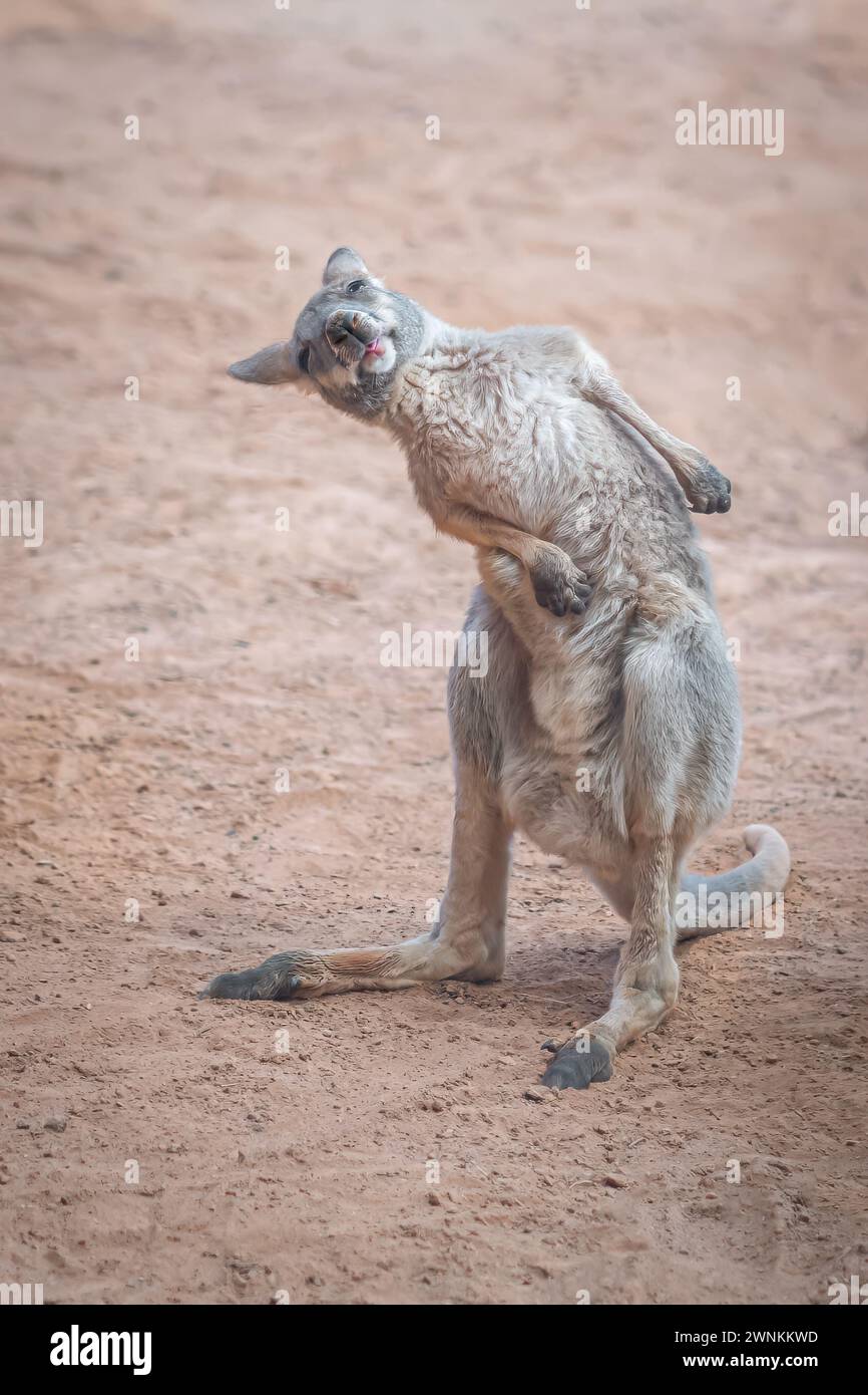 Graffio al canguro rosso bambino (Osphranter rufus) Foto Stock