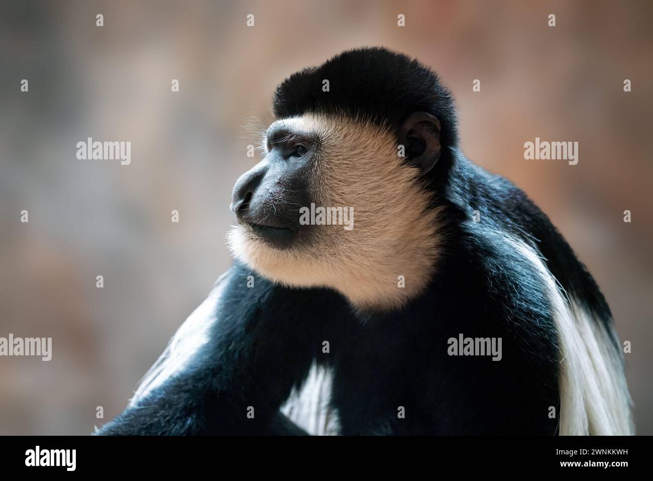 Mantled Guereza Mokey (Colobus guereza) Foto Stock