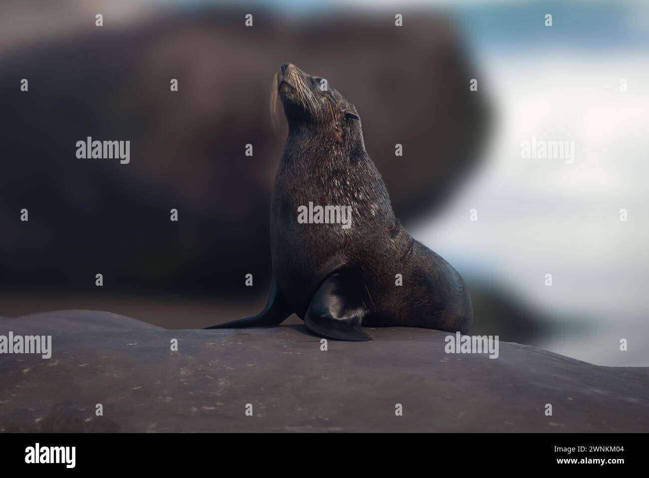 Foca subantartica (Arctocephalus tropicalis) Foto Stock
