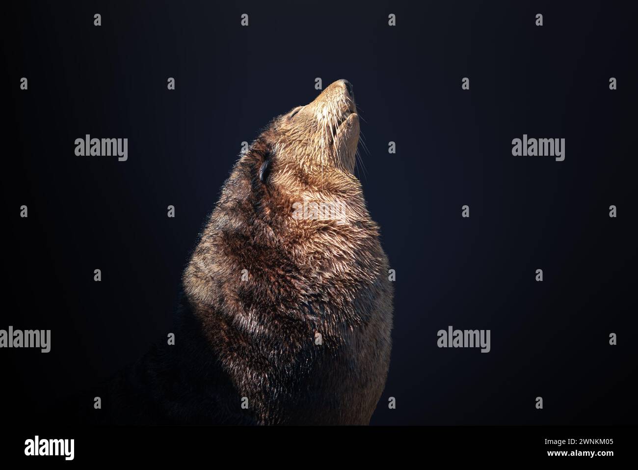 Foca subantartica (Arctocephalus tropicalis) Foto Stock