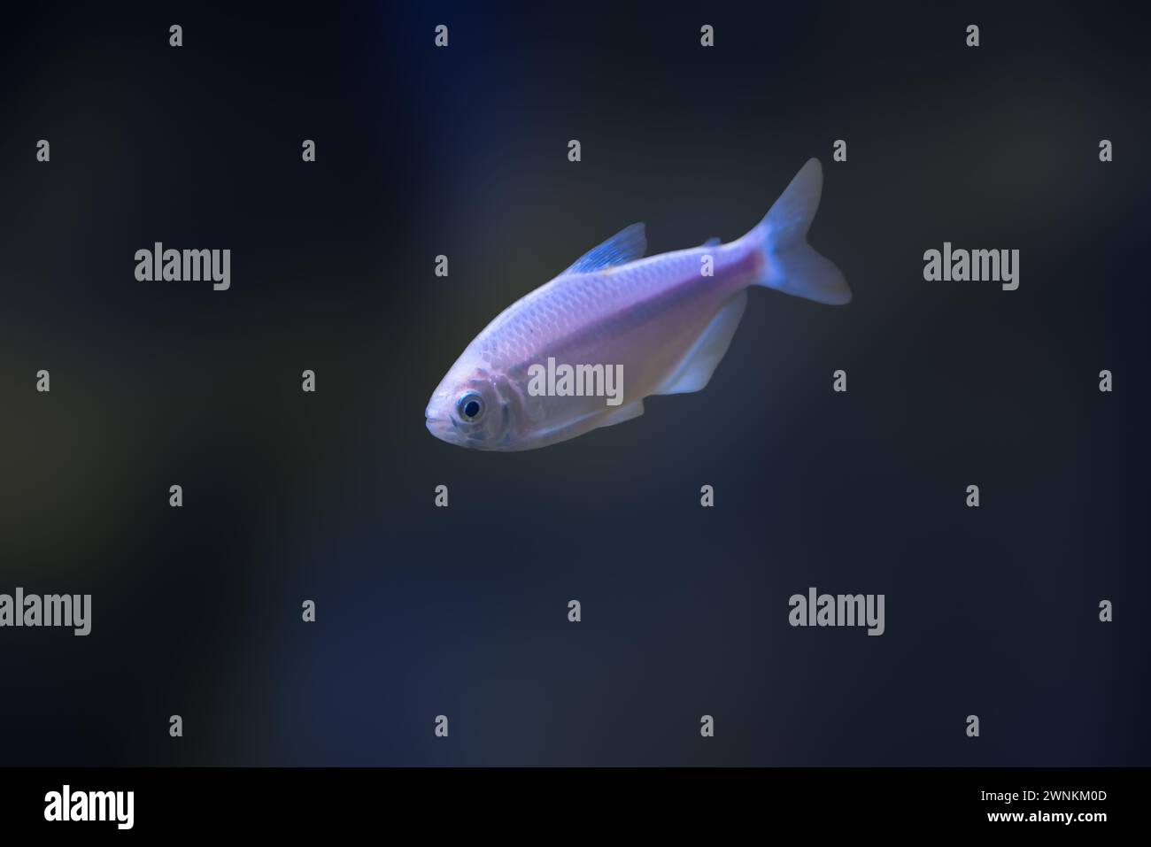 Astyanax a bande rosa (Astyanax fasciatus) - pesce d'acqua dolce Foto Stock