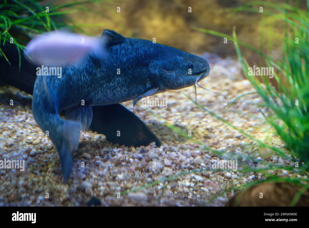Pesce gatto sudamericano (Rhamdia quelen) - pesce d'acqua dolce Foto Stock