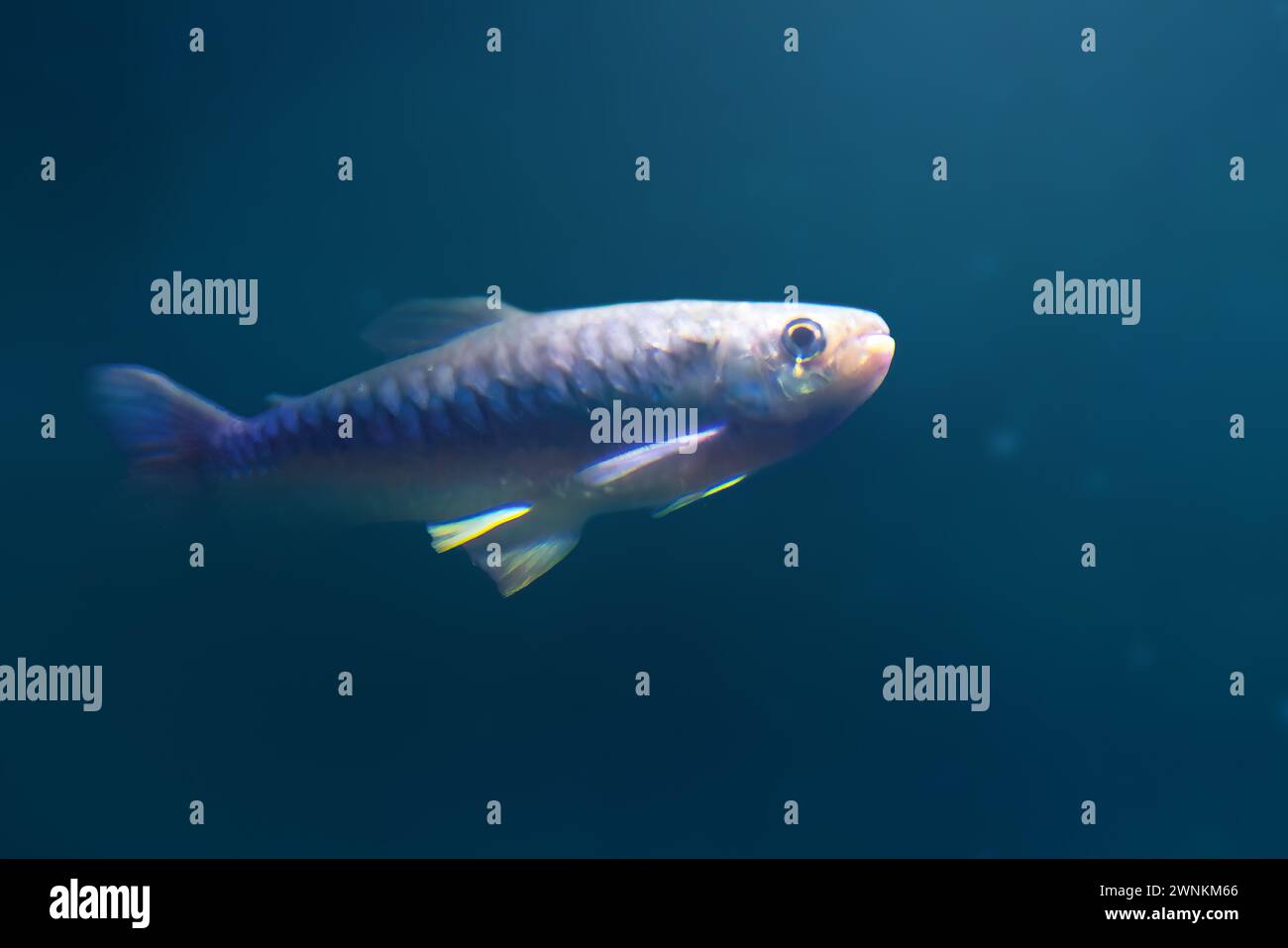 Pesce Tucan (Chalceus erythrurus) - pesce d'acqua dolce Foto Stock