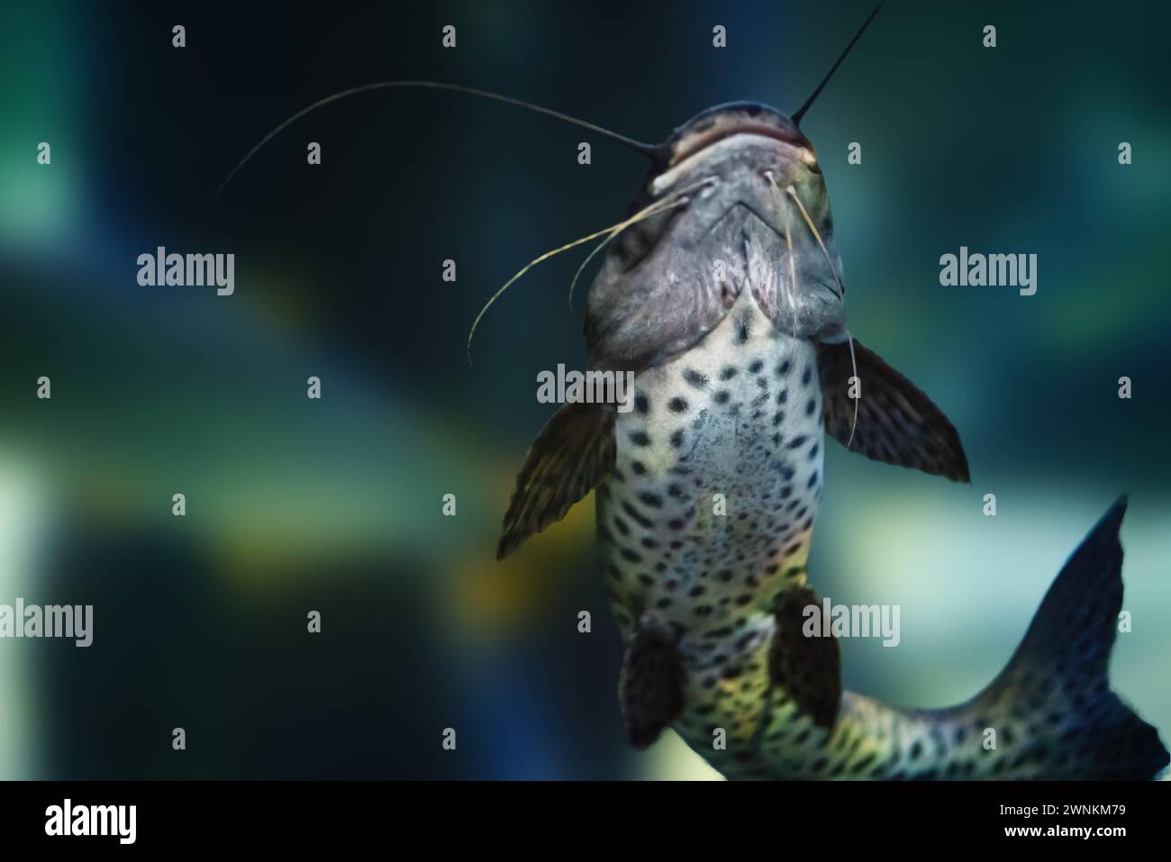 Pesce gatto di Jundiara (Pseudoplatystoma sp x Leiarius marmoratus) - pesce di acqua dolce ibrido Foto Stock