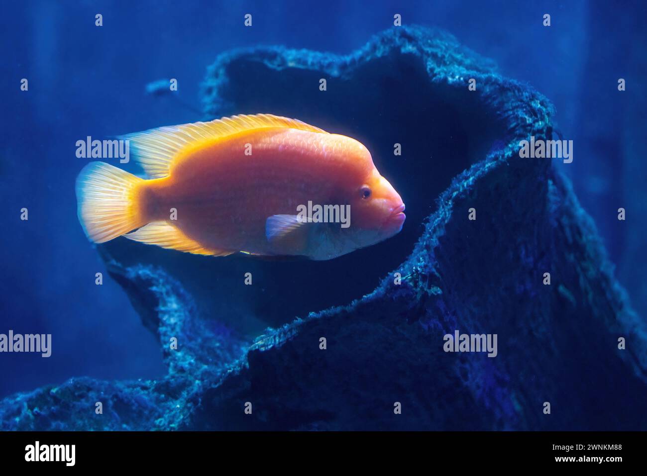 Midas Cichlid (Amphilophus citrinellus) - pesce d'acqua dolce Foto Stock
