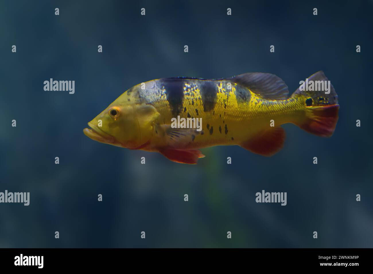 Monoculus Peacock Bass (Cichla monoculus) - pesce d'acqua dolce Foto Stock