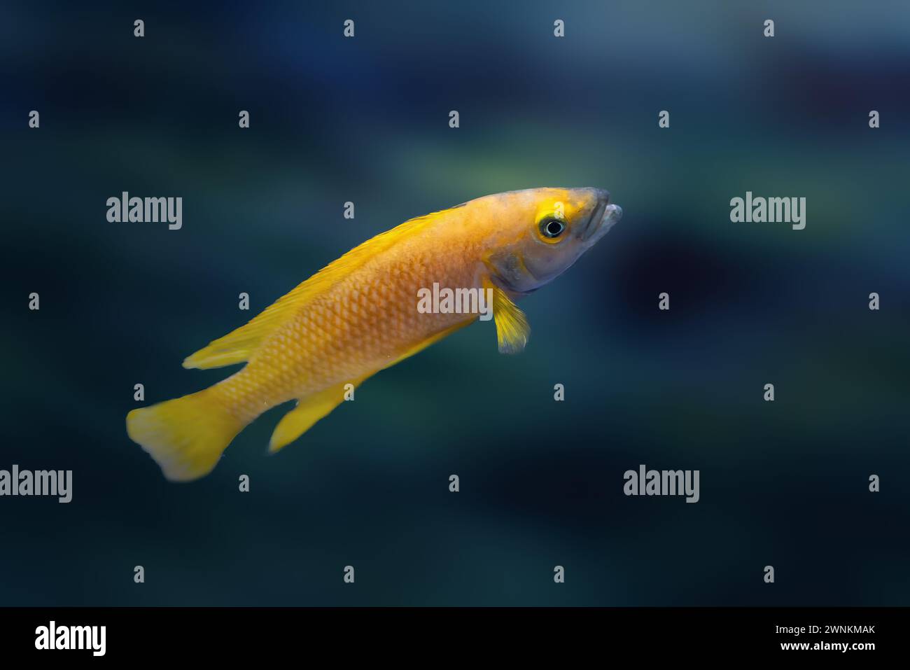 Ciclidi al limone (Neolamprologus leleleupi) - pesce d'acqua dolce Foto Stock