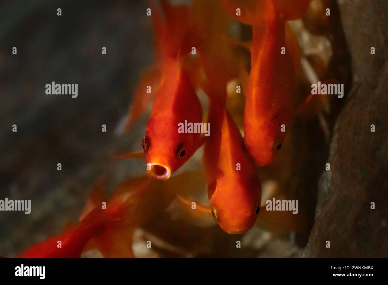 Pesci rossi che si spalancano dall'acqua (Carassius auratus) - pesci domestici d'acqua dolce Foto Stock