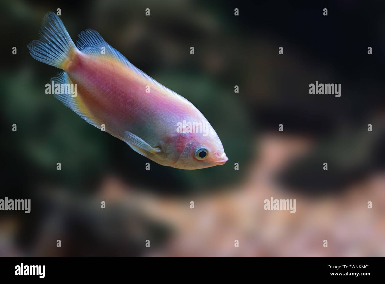 Bacio Gourami (Helostoma temminckii) - pesce d'acqua dolce Foto Stock