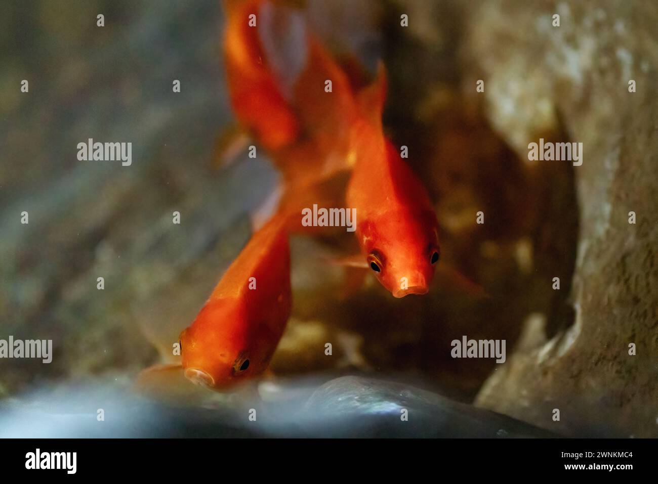 Pesci rossi (Carassius auratus) - pesci di mare dolce Foto Stock